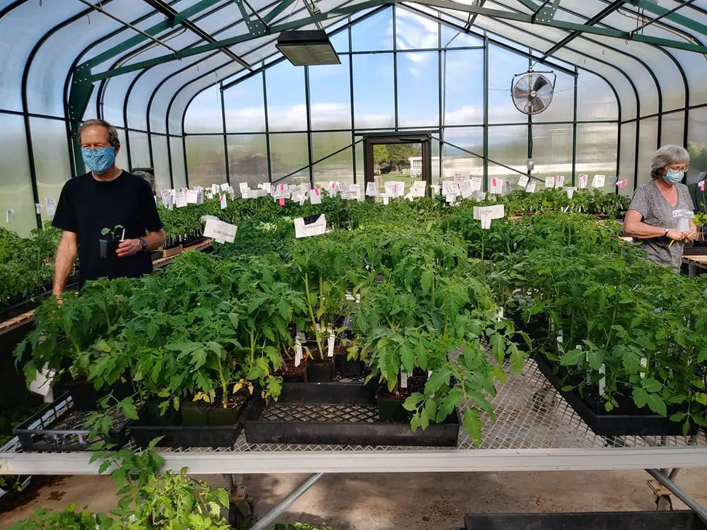2020 Plant Sale Greenhouse Whatcom Master Gardeners