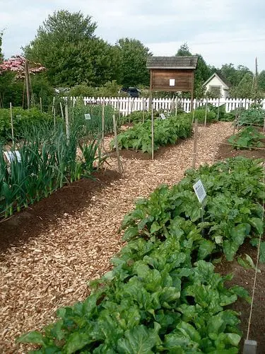 Hovander Veggie Garden