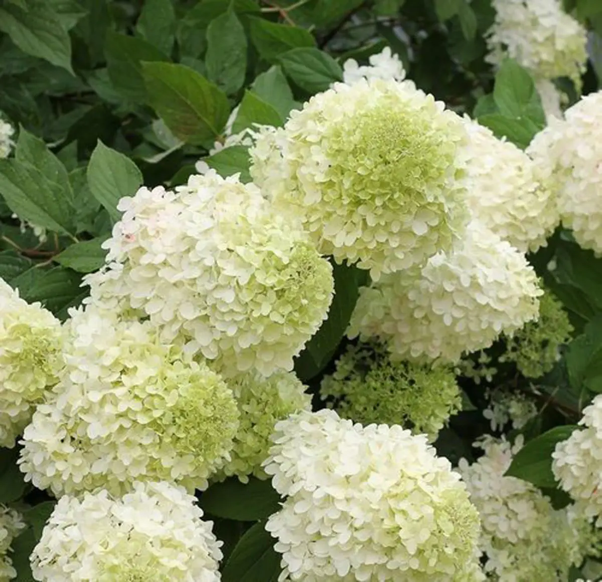 Limelight Hydrangea Panicle Hydrangea Paniculata Green Flower Proven Winners 13337