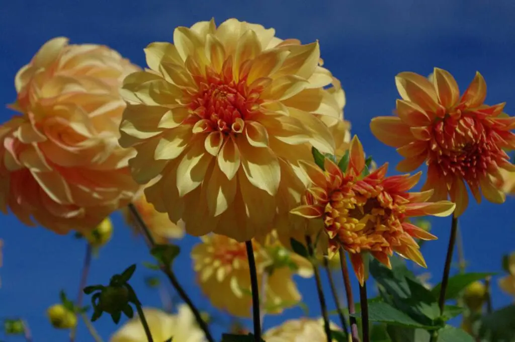 Yellow Dahlias