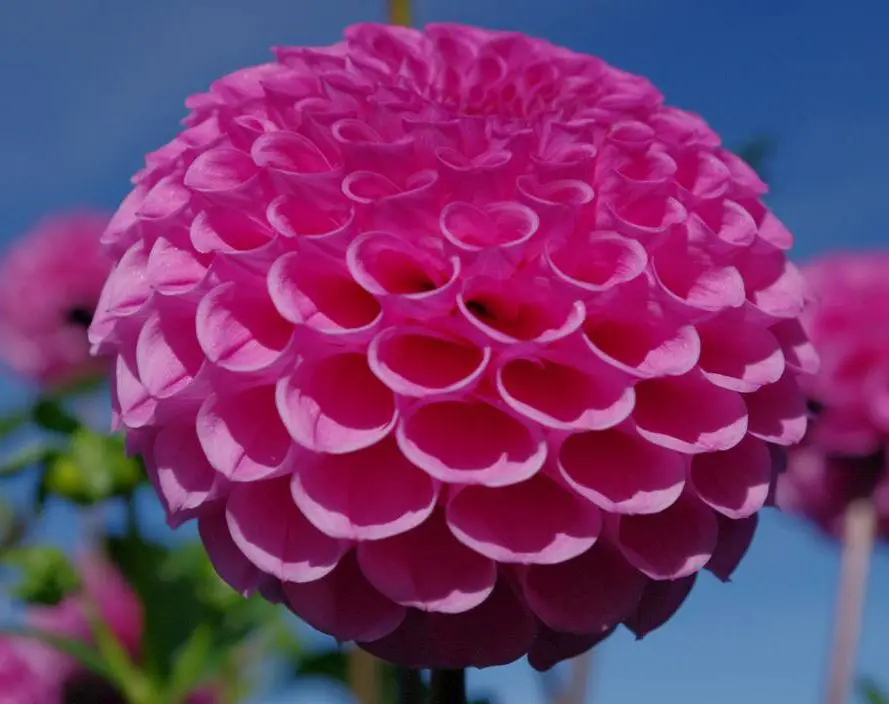 Pinkdahlia