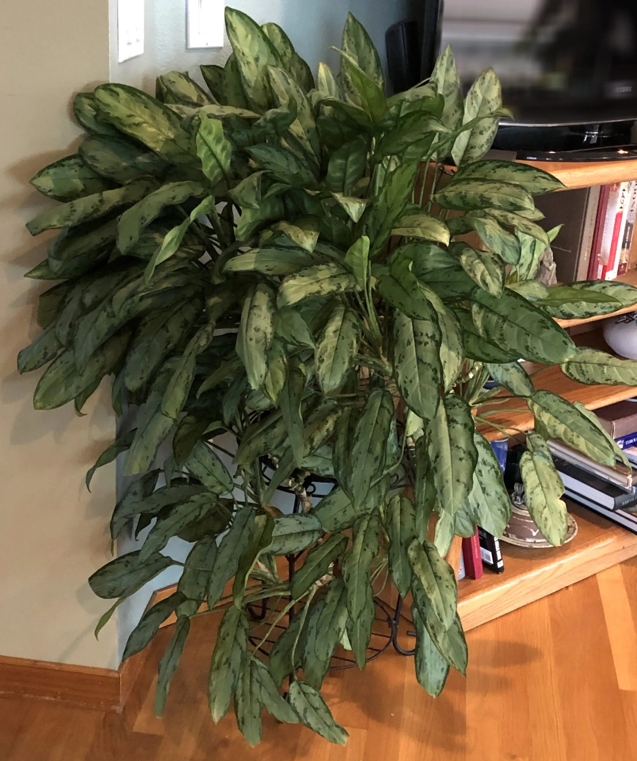 Houseplant Copy