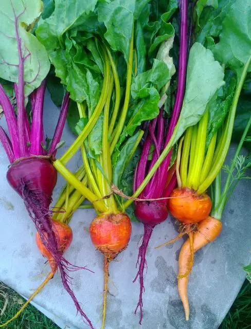 Roots Gia Parsons King Co Mg