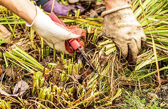 Pruning,perennial,plants,for,the,winter,with,a,secateurs.,a