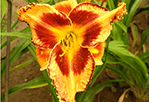 Daylily