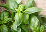 Basil
