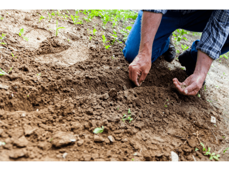 Plantingseeds Aprilphoto