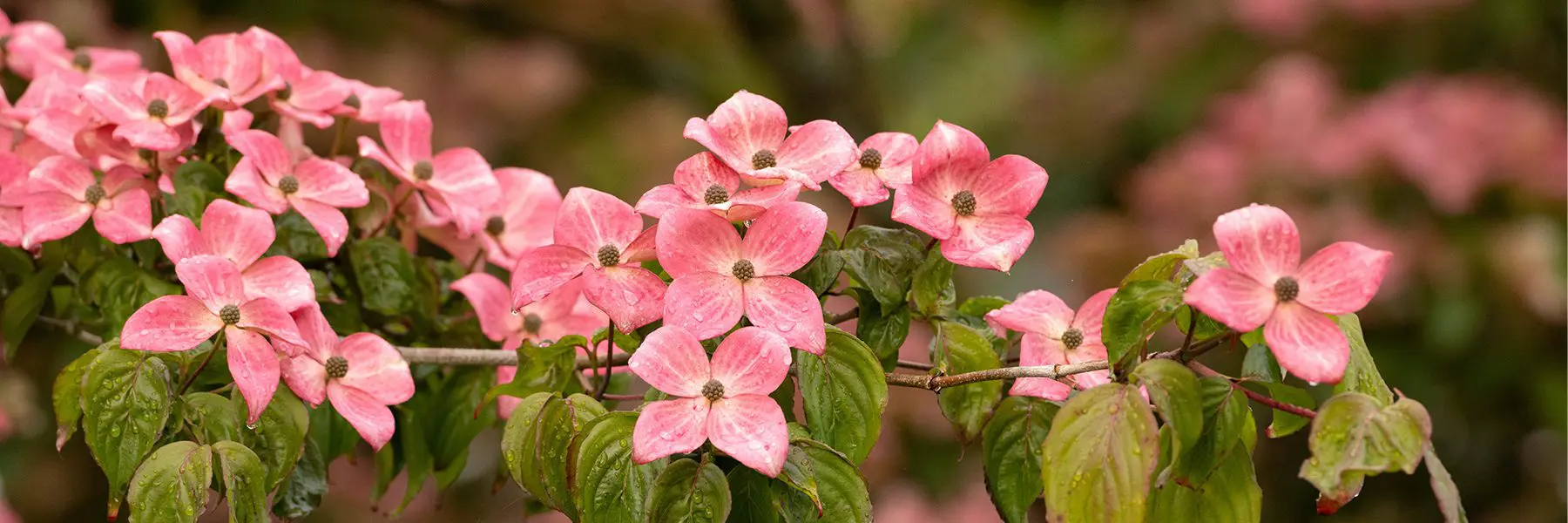pink dogwood