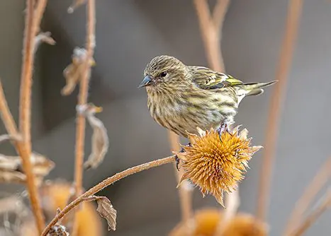 A,beautiful,pine,siskin,,one,of,hundreds,in,the,flock,