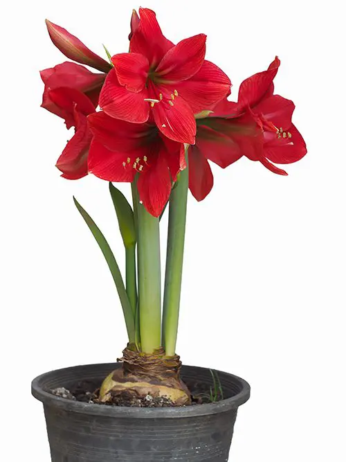 Red,amaryllis,flower,in,pot,isolated