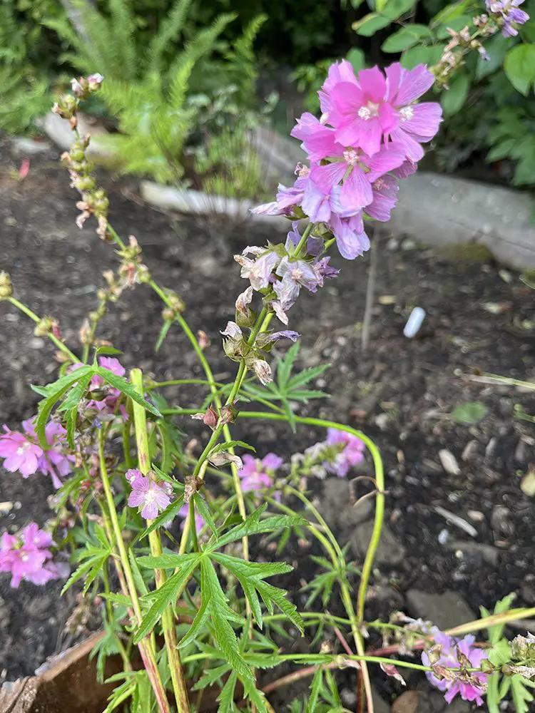 Nativegardensidalcea