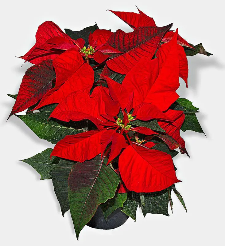 Poinsettias