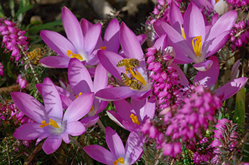 Honeybees On Spring Crocus Erinmoore