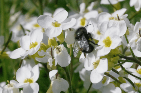 Masonbeerockcress Em Marchtips