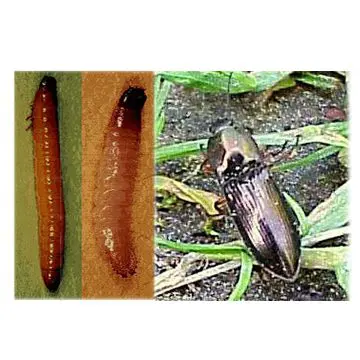 Wireworm