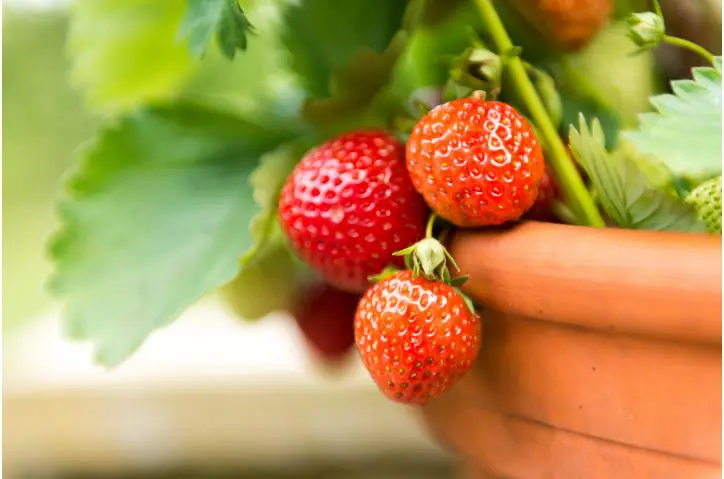 Strawberries In Container