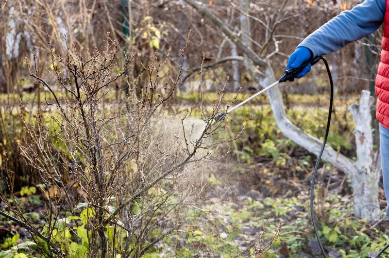 Spraying Fruit Tree In Spring