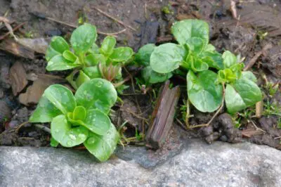 Corn Salad Post Freeze Feb 2024 Eem