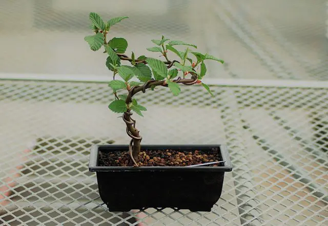 Bonsai 3