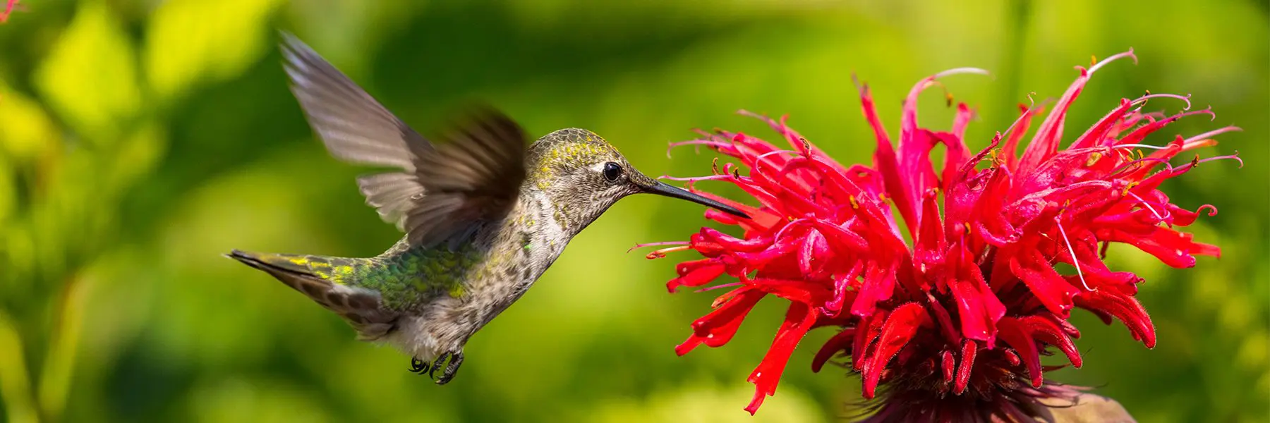 hummeronbeebalm