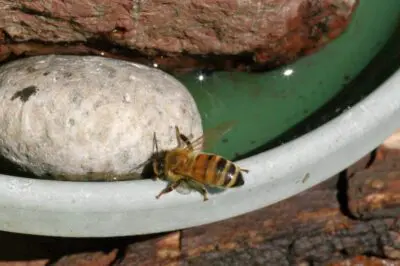 Honey Bee Imbibing Water And Avoiding A Swim 5 24 Eem