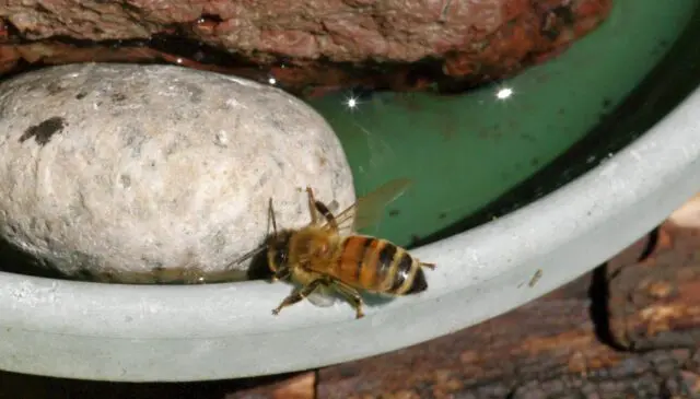 Honey Bee Imbibing Water And Avoiding A Swim 5 24 Eem