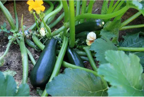 Zucchini