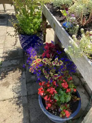 Sliderimage Therapy Garden 1