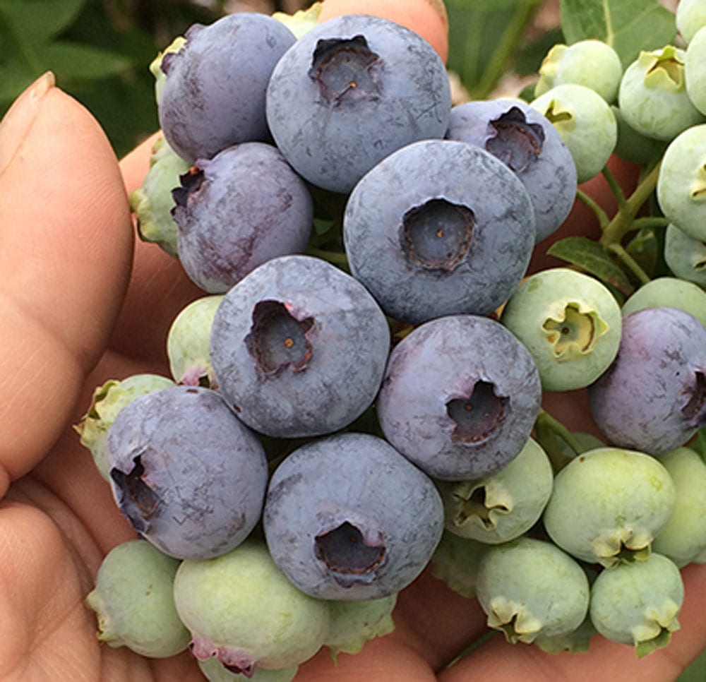 Growing Blueberries (Zoom) County Master Gardeners