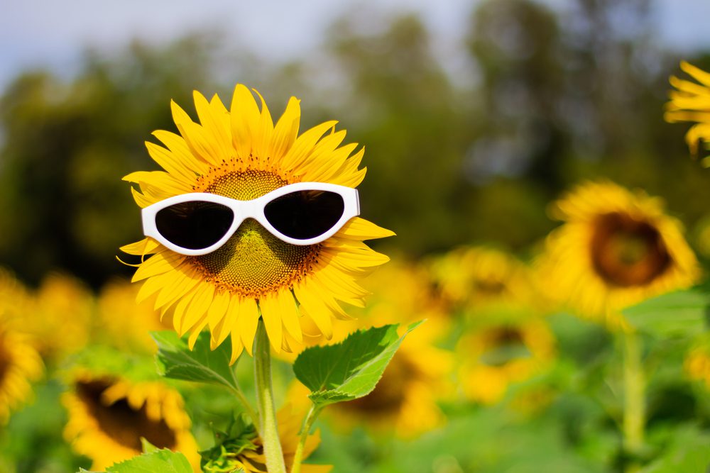 Sunflower,wearing,sunglasses,,concept,of,the,summer,funny,background.(soft,focus)