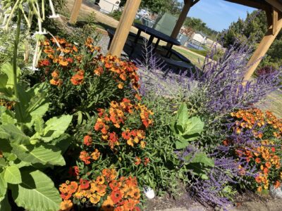 Sliderimage Therapy Garden 3